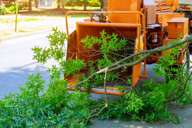 Best Arborist Consultation Services  in USA